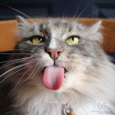 
                    
                        Tongue of Cat
                    
                