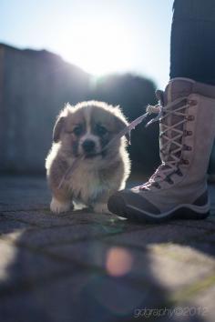 welsh corgi