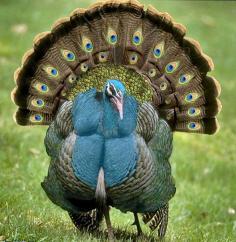 Peacock Turkey ~ 64 Most Stunning Pictures Of Wild Animals Ever Captured On Camera.