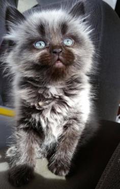 Cute Blue Eyed Kitten