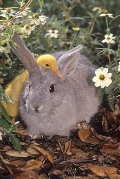 Bunny & Duckling...Friends Forever  #cute #animals