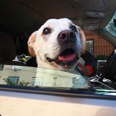 
                    
                        The 15-year-old dog and Rodriguez were ready for an adventure after discovering Poh had inoperable tumors. He introduced himself to the Instagram world and was off from New York to the West Coast. | A Guy Took His Terminally Ill Dog On A Trip Of A Lifetime
                    
                