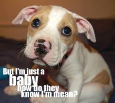 pit bull puppy gifs | Funny Pet Wallpapers Pitbull Puppies Pictures | Funny Pet Wallpapers ...