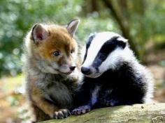 partners in crime. baby badger and #cute baby Animals #Baby Animals| http://scrapbookphotos9317.blogspot.com