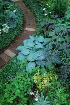 Hosta - shade #garden decorating before and after #modern garden design #garden design ideas #garden designs| http://mydreamcarscollections2513.blogspot.com