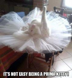 Prima ballerina kitteh