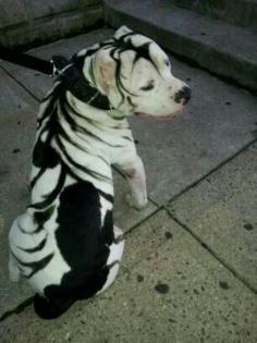 Beautiful pit bull. he looks like a white tiger There's just no way that's natural...Is there? I mean if that's his natural color, wow!