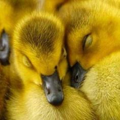 Sleeping baby ducks!