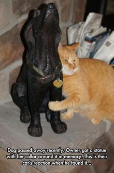"Dog passed away recently. Owner got a statue with her collar around it in memory. This is their cat's reaction when he found it." True Friends Forever! #cat #dog #love #animal #family