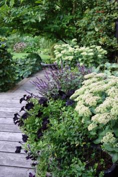 cottage garden border: black petunia, sedum, dark stemmed plant to complement black petunia