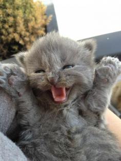 gray kitten looks like an adorable hand puppet