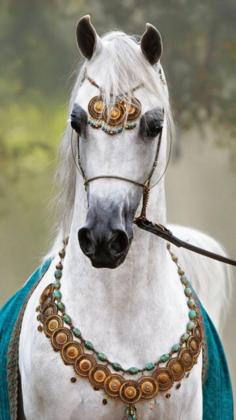 Arabian - Horse Breeds #equine