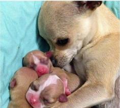 New Mama! #dogs #animal #chihuahua