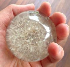 
                    
                        How to make a dandelion paperweight - Boing Boing
                    
                