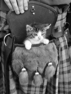 
                    
                        In the bag #kitten
                    
                