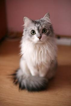 So sweet and fluffy cat !