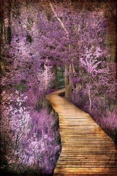 
                    
                        purple walkway
                    
                