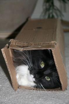 A box of cat ready to take away ...