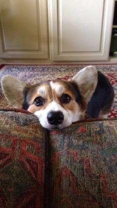 I know this face...it is the ultimate of corgi cuteness and has the power to melt hearts with a mere glance.  Thanks for sharing, original pinner.  #dogs #pets #Corgis