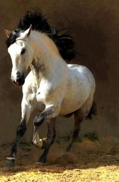 beautiful horse