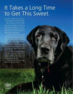 Good Old Dogs: Words from the Humane Society of the United States. This is so sweet!