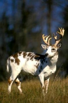 Piebald Spotted Deer
                                        