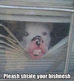 So funny! #dogs #humor #funny #funnyanimalfaces #radiofence RadioFence.com