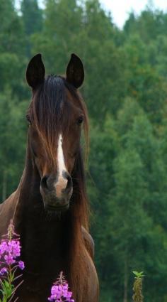 Gorgeous brown horse