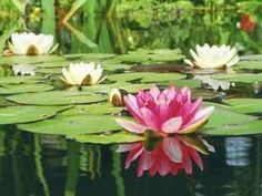
                    
                        How to grow lotus in a fish bowl
                    
                