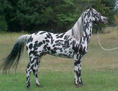 Leopard Appaloosa horse