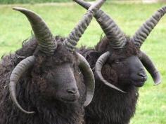 Four horned sheep, introduced to the Hebrides by Viking settlers.