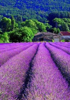 ✯ Harvest Time - Provence, France, a place I have plans to visit