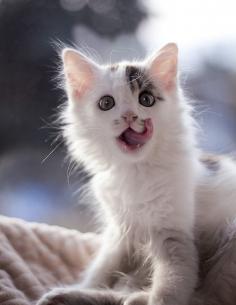 What an adorable kitten!! 
                                        