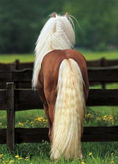 Horse Property Presents Equestrian Pinterest Board. http://buff.ly/12GRIvn.