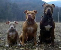 
                    
                        Pit Bull terriers
                    
                