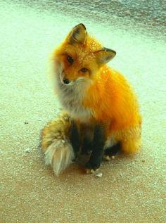 One of my favourite animals is a fox. This little guy is ready for cuddles #fox #redfox #snow #fluffy #animal #cute