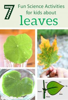 
                    
                        There is so much to learn about leaves -- structure, shape, color, … These are fun science activities for kids to learn about leaves. They are so fun and easy, that a preschooler can enjoy them.
                    
                