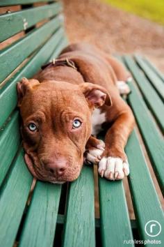 American #pitbull #Terrier #Staffie #Pittie #Pit Pit Bull Puppy Dog