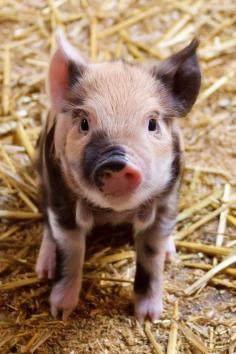 Just like the baby pigs I saw on the farm field trip last was hard not to put one in my purse- they were so #cute baby Animals #Baby Animals| http://babyanimals949.blogspot.com
