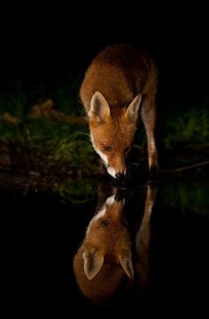 ♂ animal fox wild life photography THE VERY NATURE OF BLACK