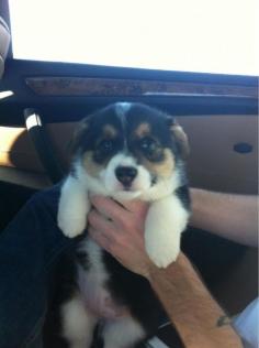 All the feels!!! Corgi puppy dog eyes