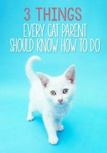 
                    
                        3 Things Every Cat Parent Should Know How to Do: | eBay
                    
                