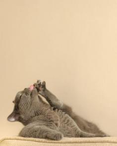 More cat yoga.