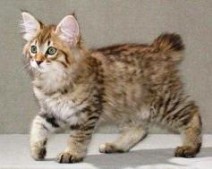 The American Bobtail Kitten; Produced by crossbreeding between Tabby Cat and Bobcat