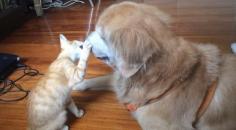 
                    
                        Precious Time Lapse Video Shows Kitten Growing Up With Dog Big Brother
                    
                