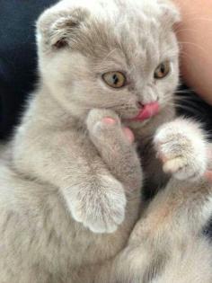 Pretty pink toes and pretty pink tongue!