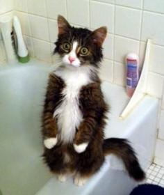 .."you mean, bath?...... in water???  #cute #kitty #cat #kitten