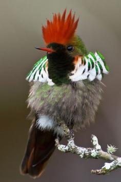 The Frilled Coquette Hummingbird (Lophornis magnificus) found only in Brazil.