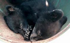 
                    
                        "Conservation Officer Refuses To Kill Orphaned Bear Cubs, Gets Suspended Without Pay" -- this makes no sense!
                    
                