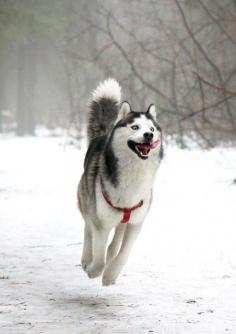 Happy Husky! The 50 Happiest Animals In The Entire World
